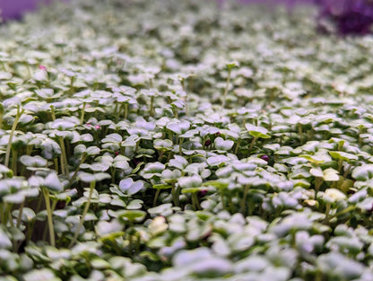 Broccoli Microgreens