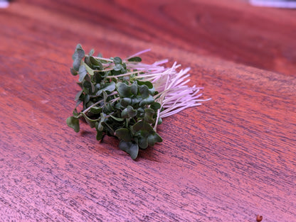 Broccoli Microgreens