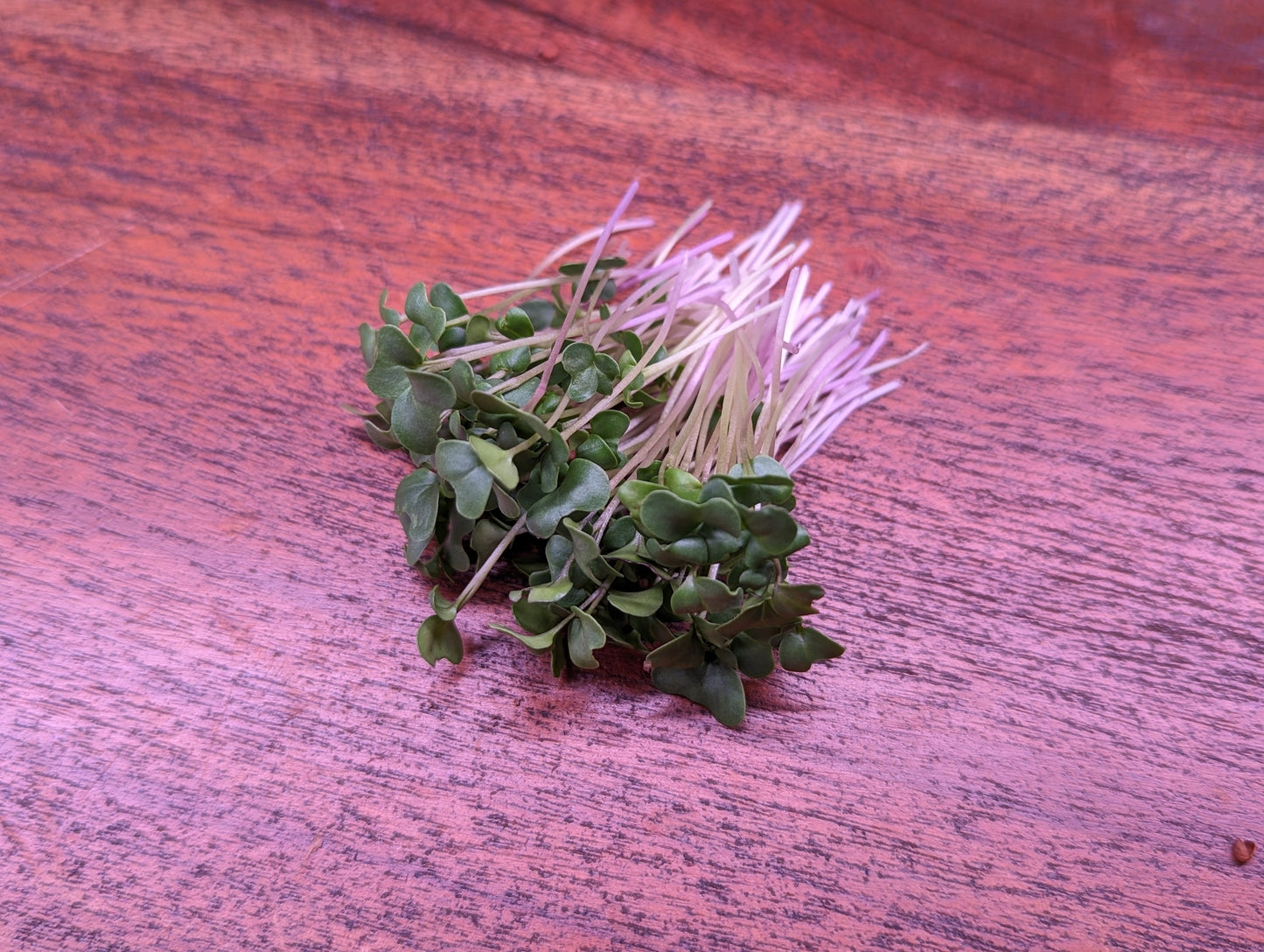 Broccoli Microgreens