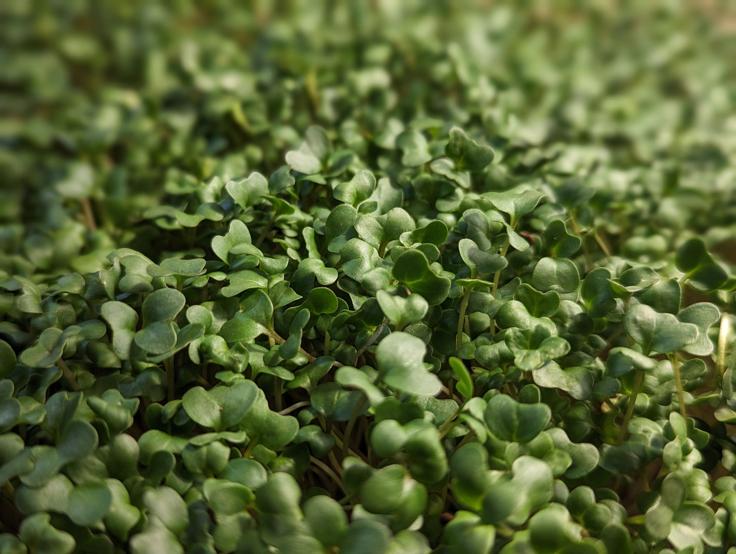 Broccoli Microgreens